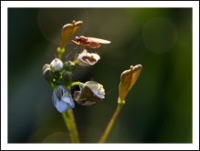 Welt MACRO (7) / *****