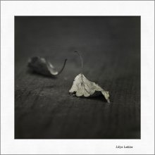 Swan fidelity. / ................