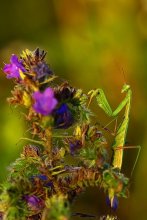 Mantis / ***