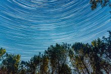 Stars in den Kiefernwald / ***