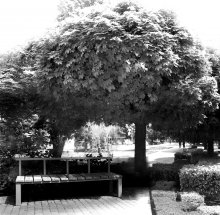 Im Schatten des Nachmittags / ***