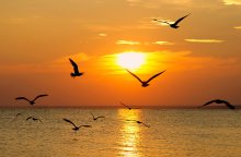Rejoicing dawn / *****