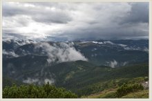 storm leaves / _____