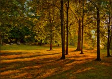 Outgoing rays of summer. / ***
