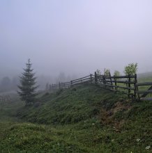 Über Christmas Baum im Nebel nnee nnee nebligen Morgen ... / ***