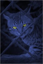 Night watch / ***