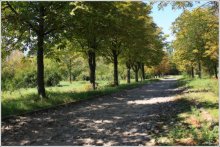 Allee / ***
