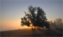 Dawn / ***