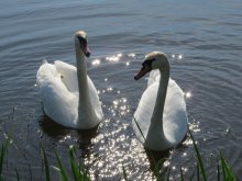 Swan Paar / ***