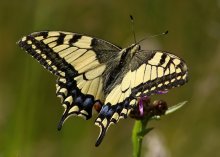 Swallowtail / ***