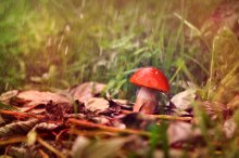 Mushroom :) / *****