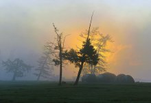 Cobweb morning / ***