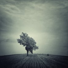  / ***