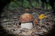Borovichok lonely :) / ***