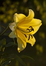 Lily / ...