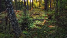 Morgen im Wald / ****************