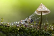 Queen tussocks / ...