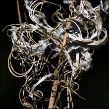 Formula. / ***
