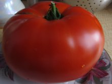 Siner tomato / ***