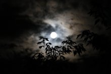 Full moon / ***