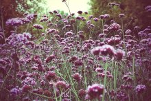 wonderful flowers / ***