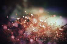 Flowers as gossamer / *******