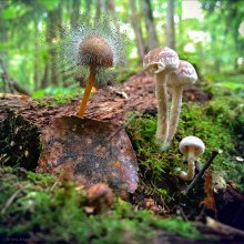 In den herbstlichen Wald / ***