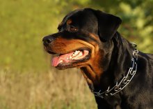 Bagheera / -------
