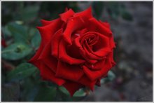 Rose / ***