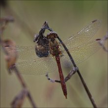"Interrupted flight" / ***