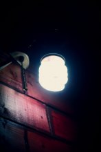 Bulb / ***