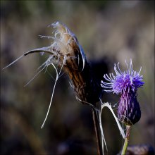 two brothers. / ***