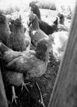 Chicken thoughts / ***