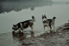 meeting in the fog ... / ...