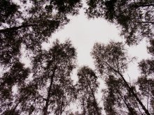 In forest / ***