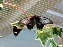 Butterfly Beauty / ***