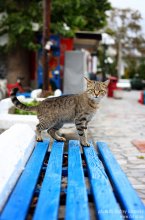 Kote / ***