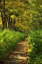 Autumn / ***