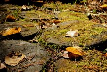 Herbst / ***