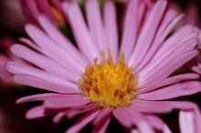 Staubblätter - pistils / ***