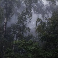 Fog / ***