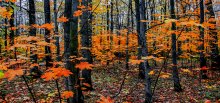 Maples / ***
