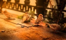Met his feathered friends / ***