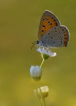 Chervonets / ***
