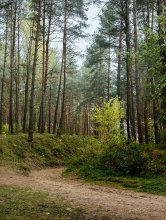 Forest road / ***