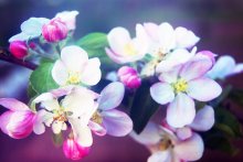 pink blur / ***