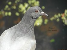 Pigeon. / ...