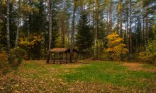 Autumn in the arbor / ***