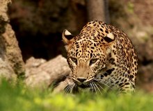 Leopard / ***