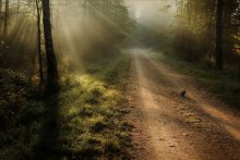 Kitten who loved to walk alone / ***